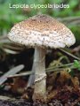 Lepiota clypeolarioides-amf2052-1